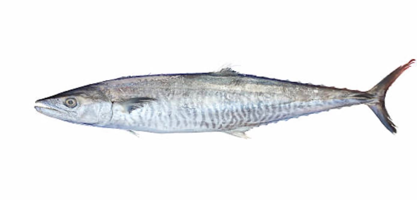 Seer Fish (King Fish)
