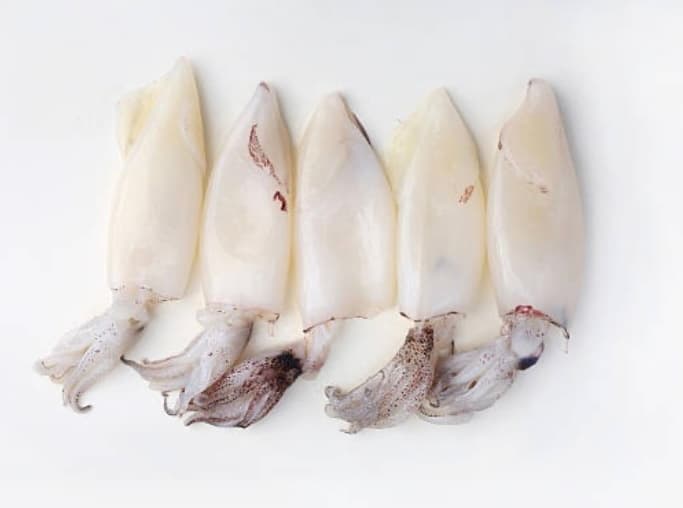 Squid