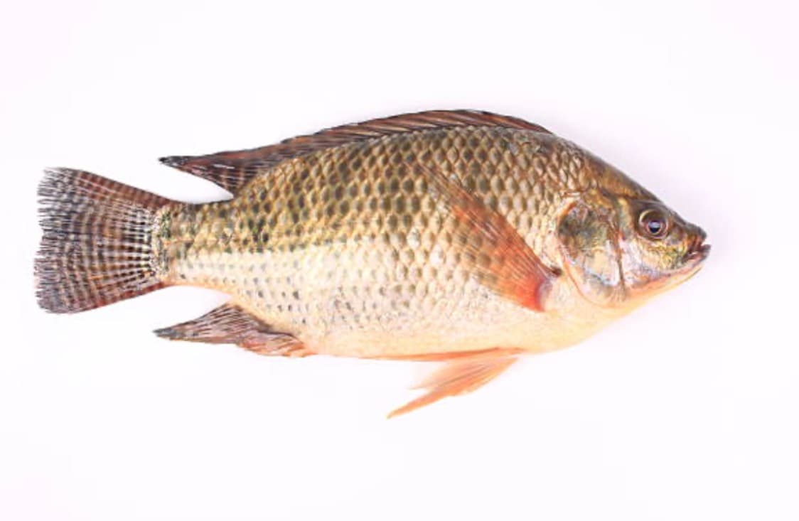 Tilapia Fillets