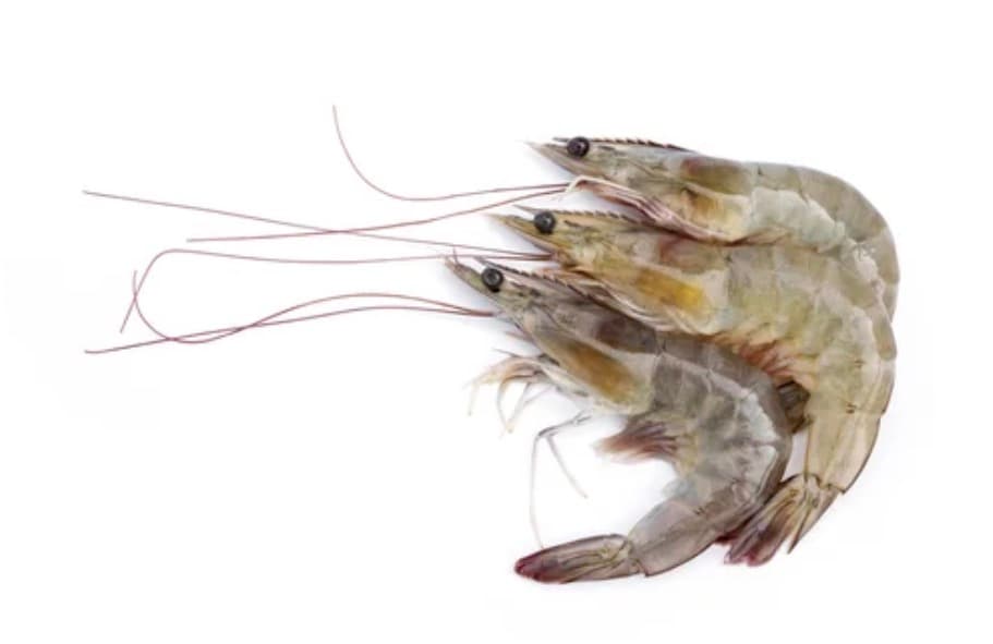 Vannamei Shrimp